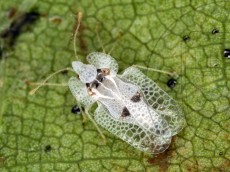 Corythucha ciliata_имаго_5